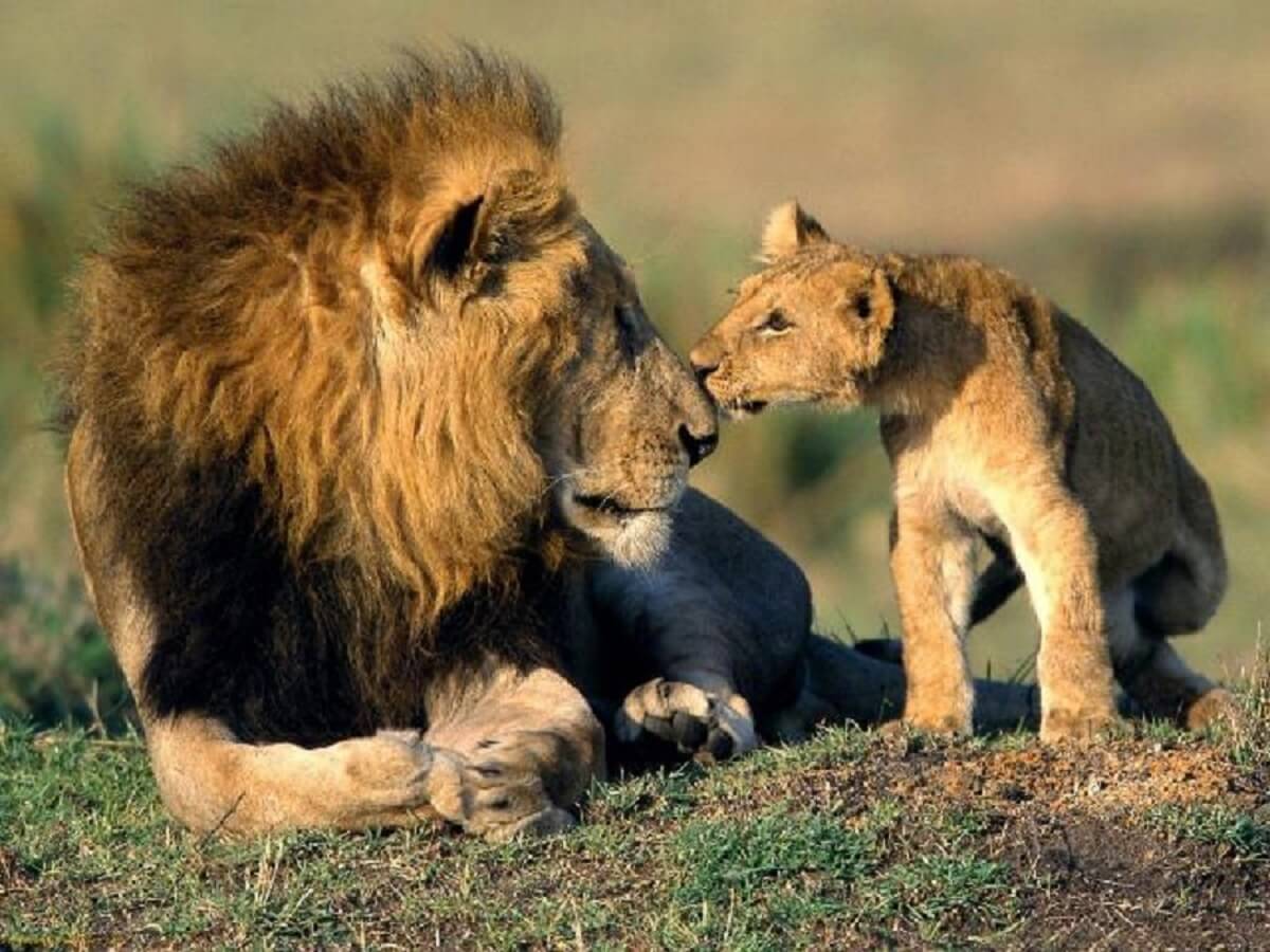 Kenianische Safari-Landschaft als Illustration der Umgebung des Masai Mara National Reserve