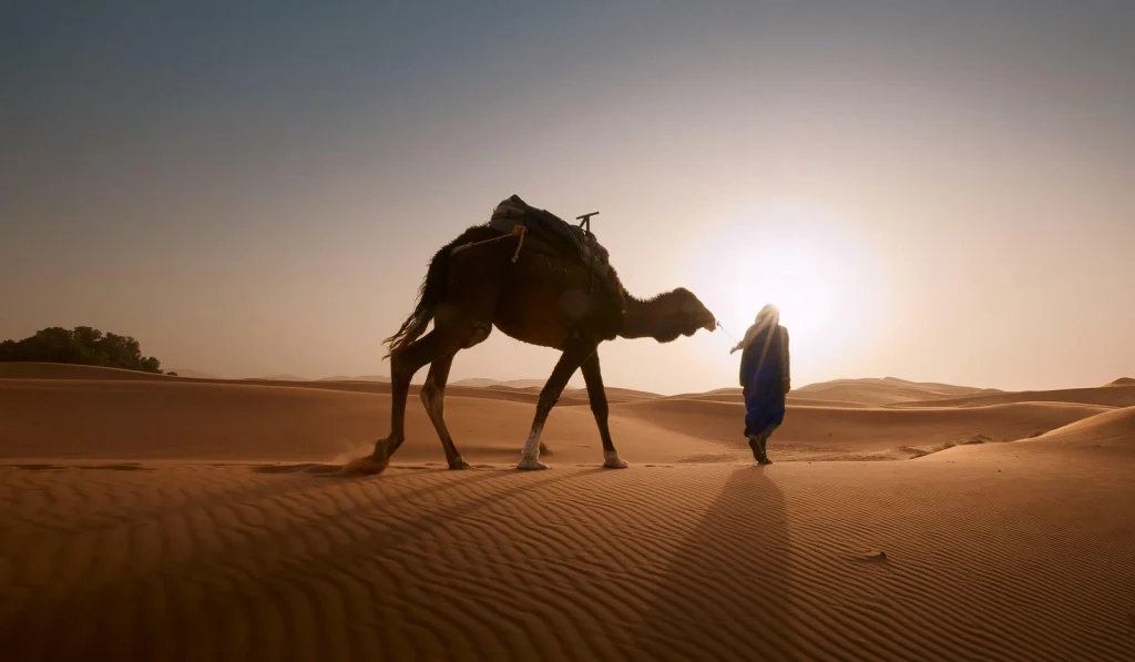 Persona guía un camello por dunas del desierto marroquí al atardecer