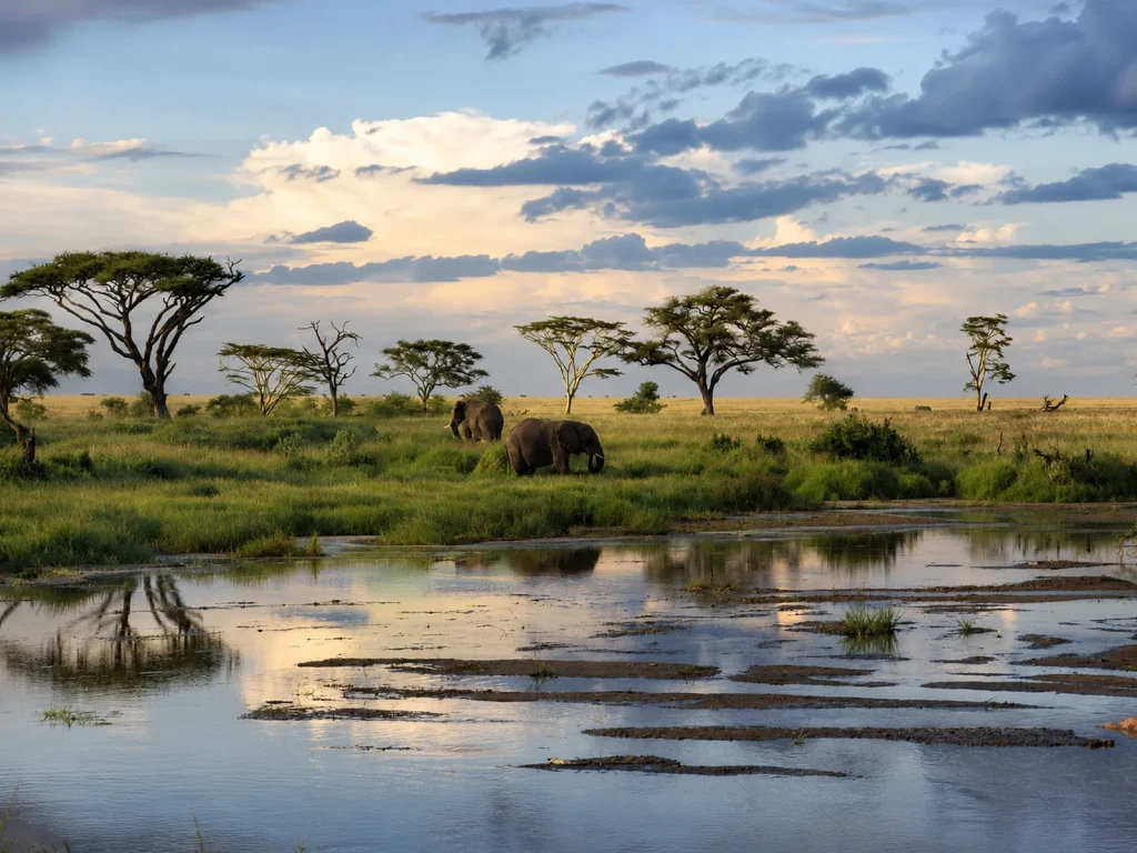 Elefantes junto a un humedal de sabana con acacias bajo nubes en Tanzania