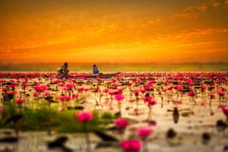 Ninfee rosa sul Lago dei loti rossi vicino a Udon Thani