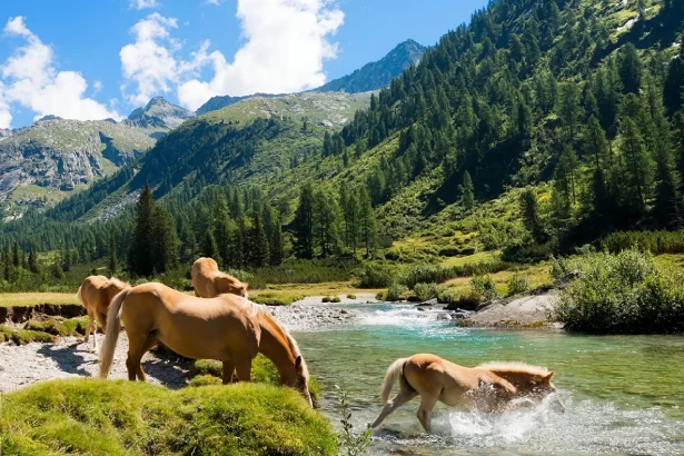 Vrij rondlopende paarden bij water in een berglandschap