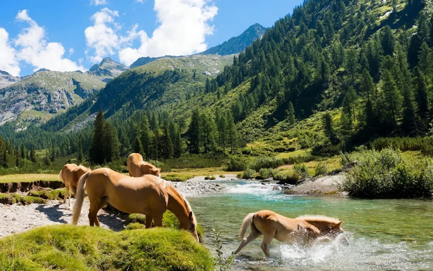 Vrij rondlopende paarden bij water in een berglandschap