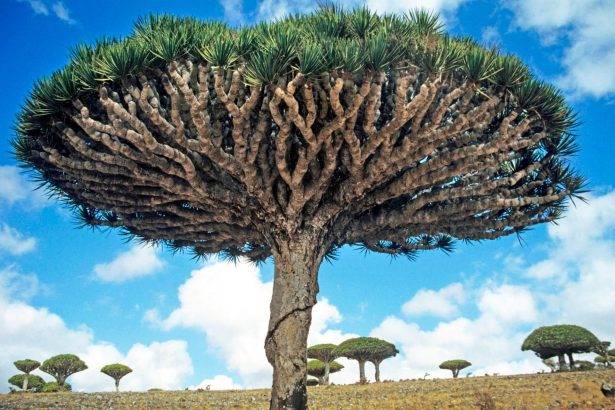 Drakenbloedbomen die oprijzen uit de rotsachtige hooglanden van Socotra