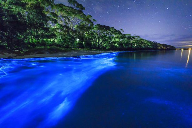 Blauwe lichtpuntjes van bioluminescentie langs donkere branding in de nacht