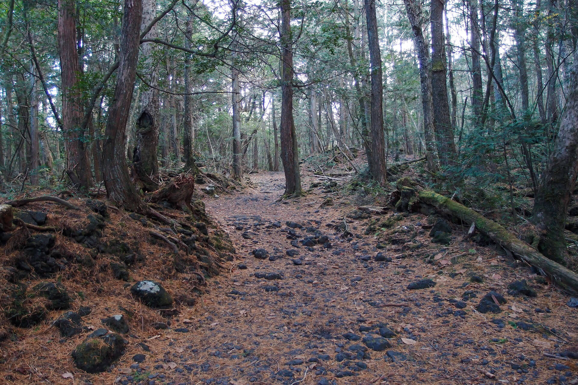 Aokigahara (or Suicide Forest), Japan