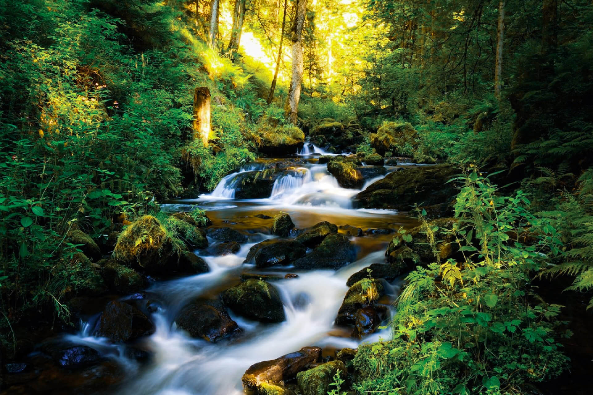 Schwarzwald, Saksa