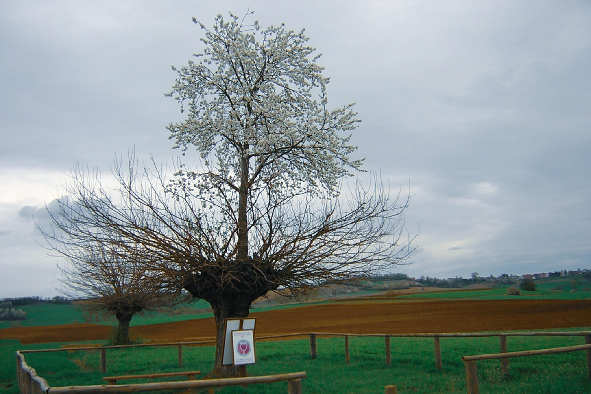 Kirsebærtre i Piemonte