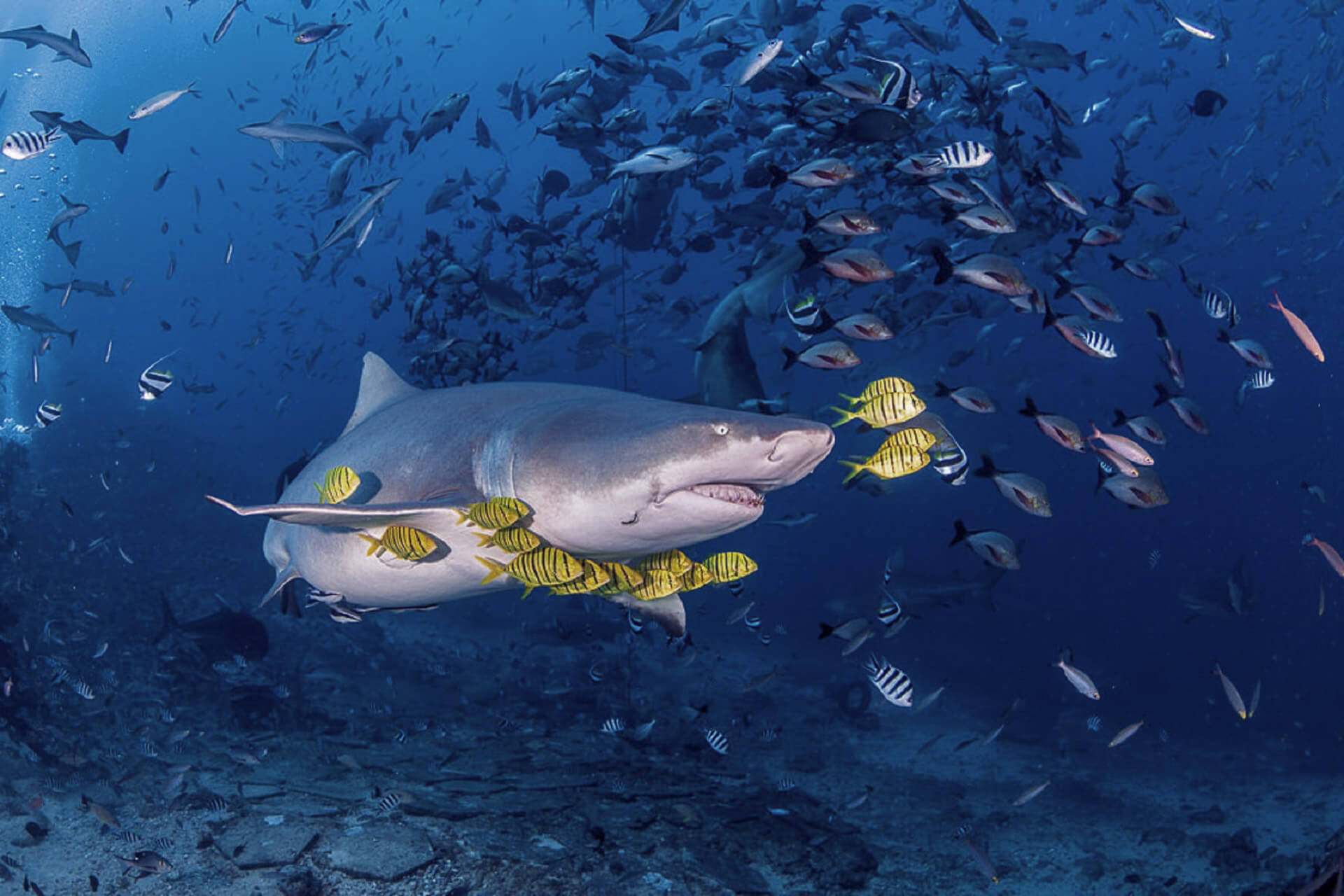 Diving with Zambezi sharks - The Most Extreme Journeys In The World