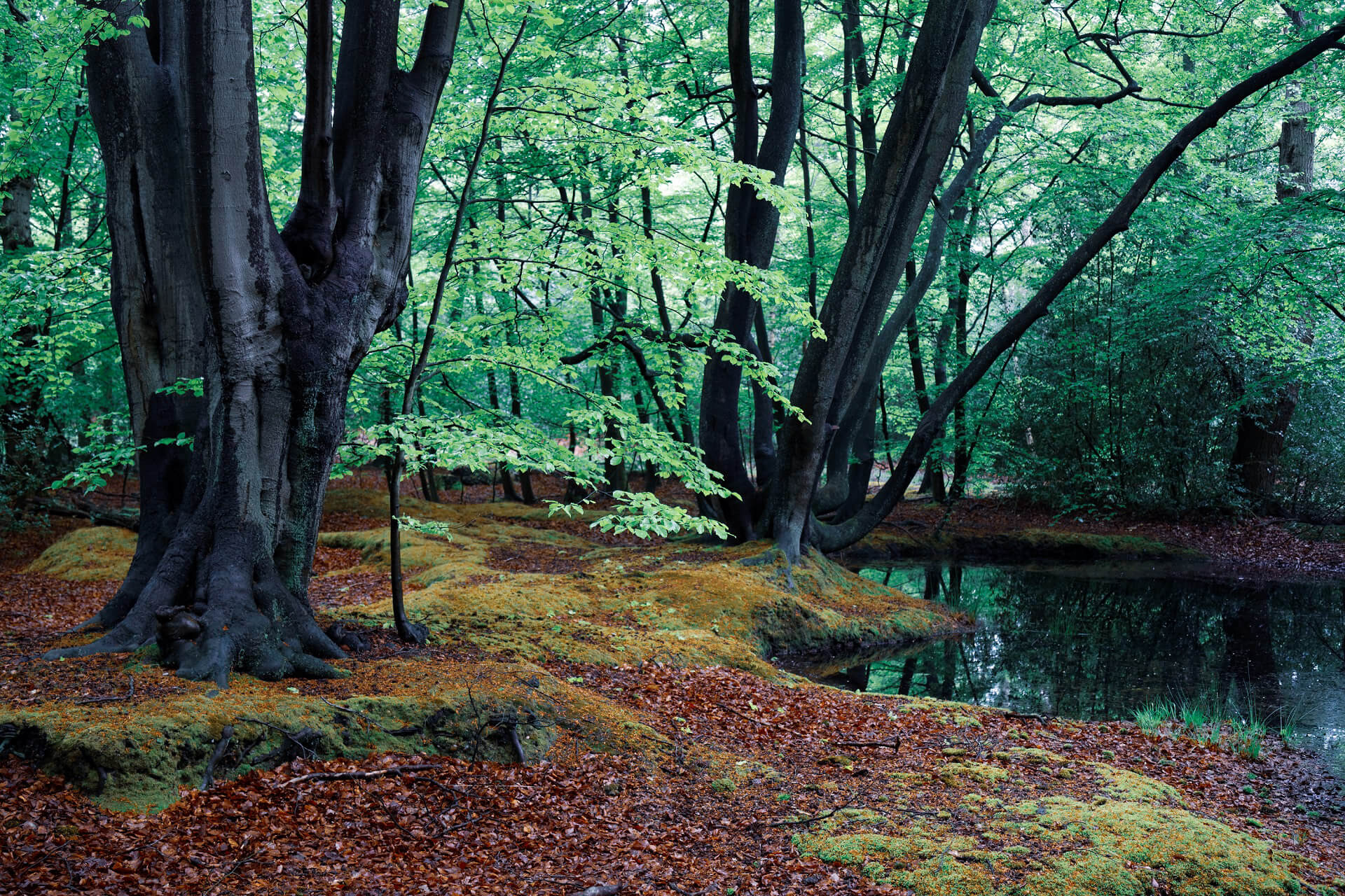 Hutan Epping, Essex, England