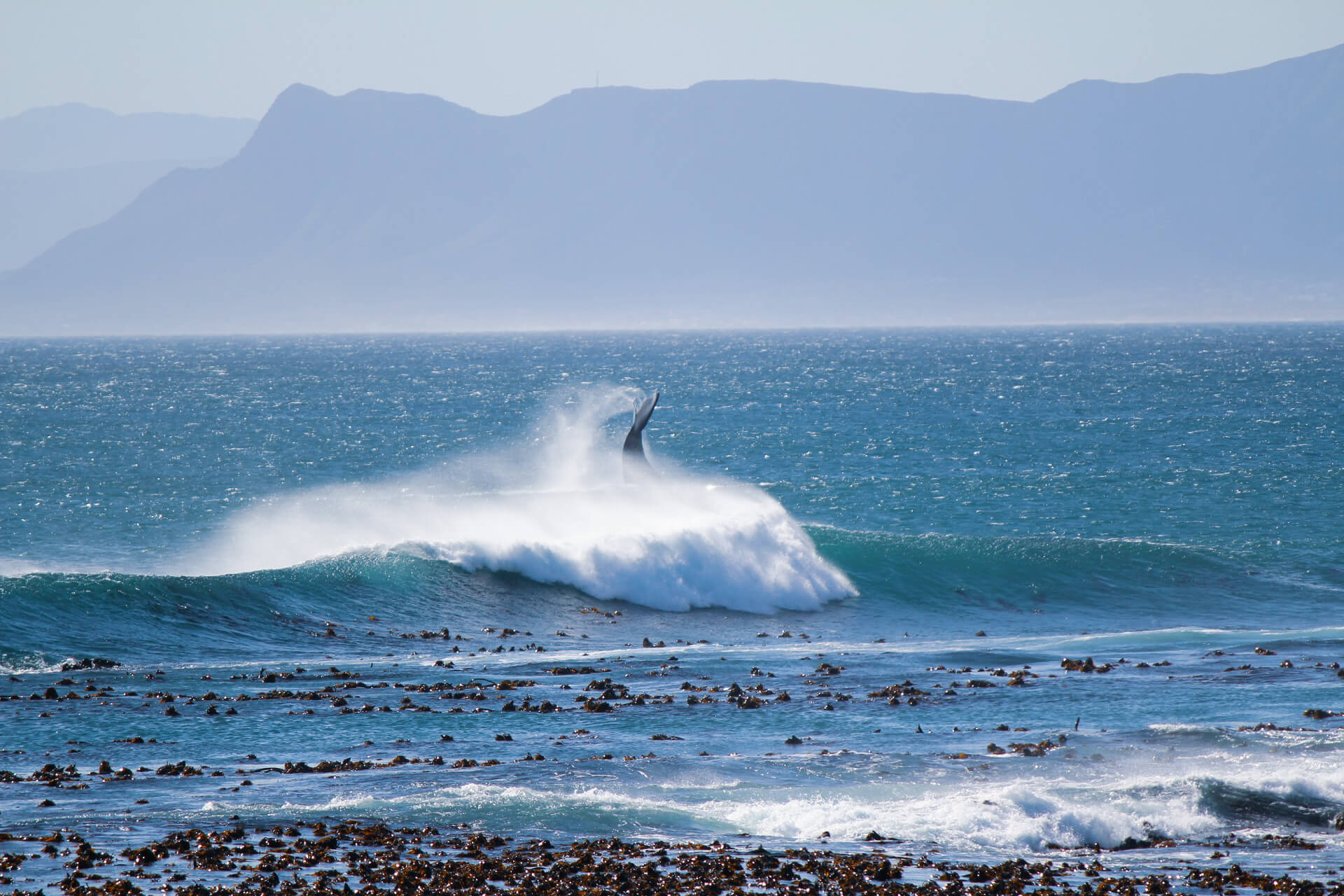 Gansbaai, Sydafrika