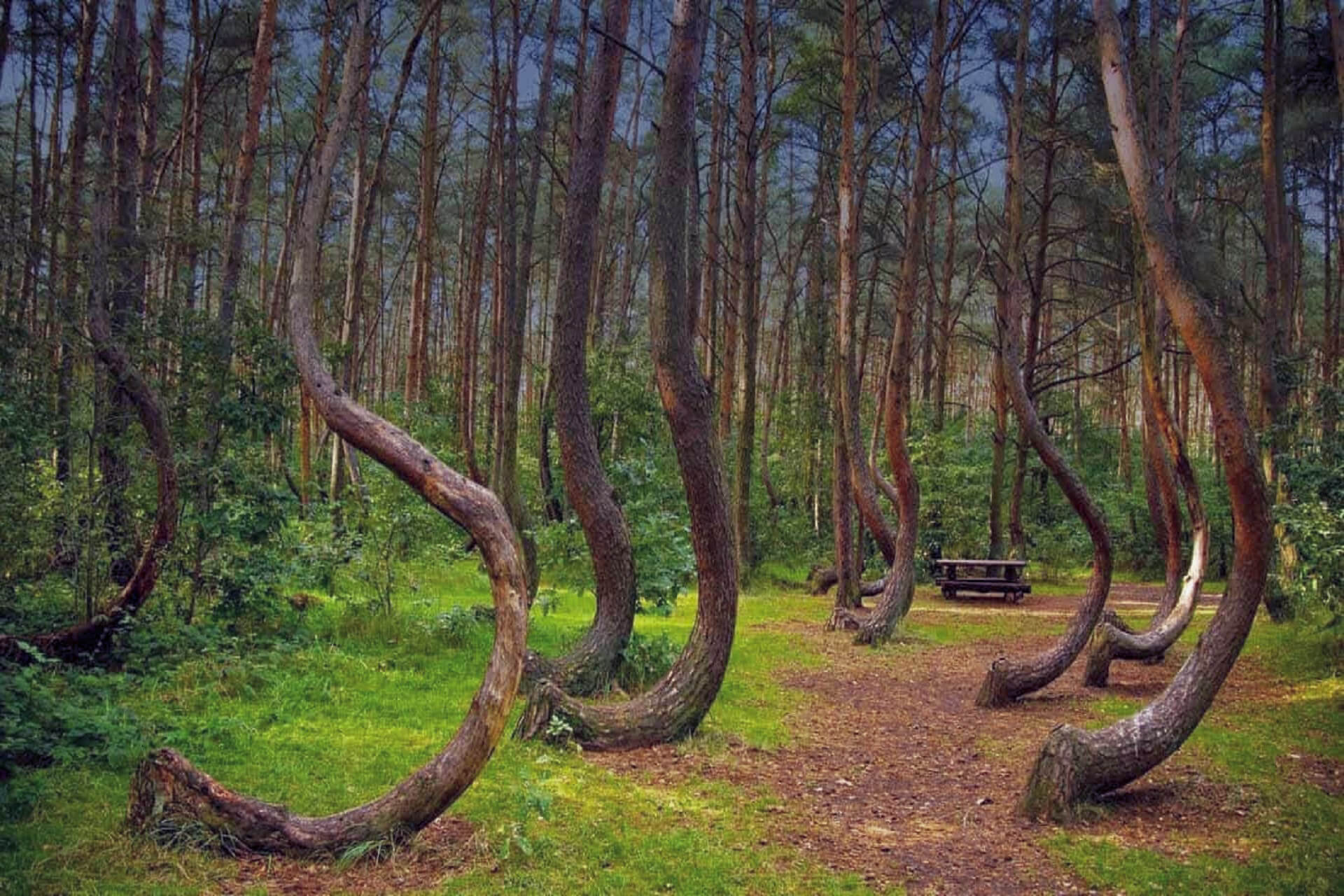 леса румынии