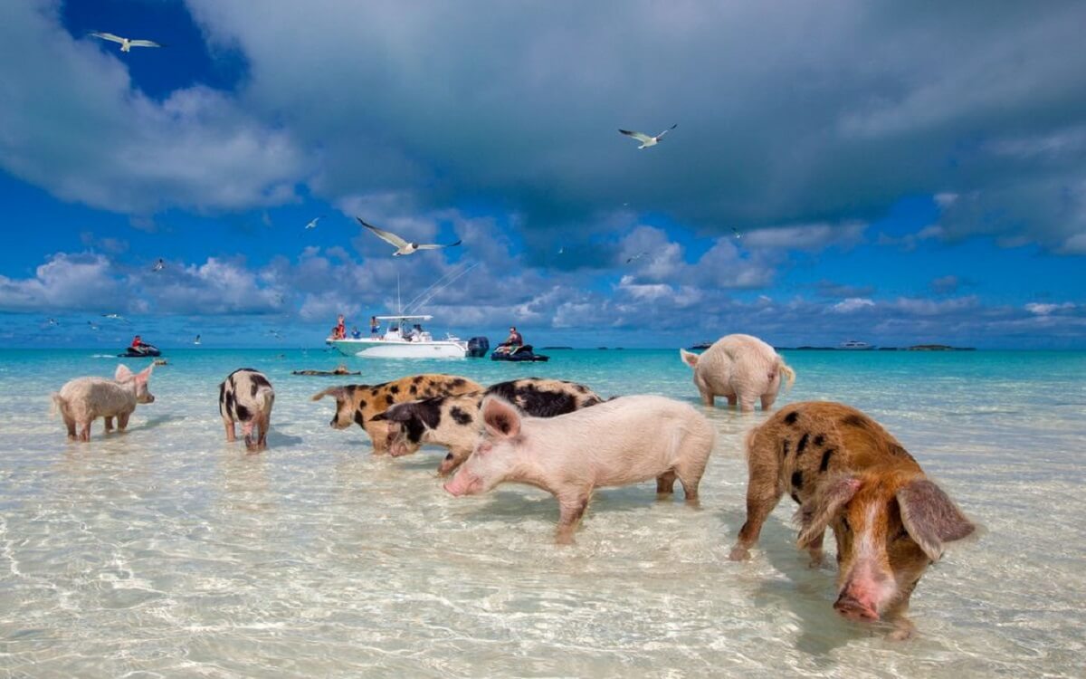 Porcos-Ilha-Bahamas