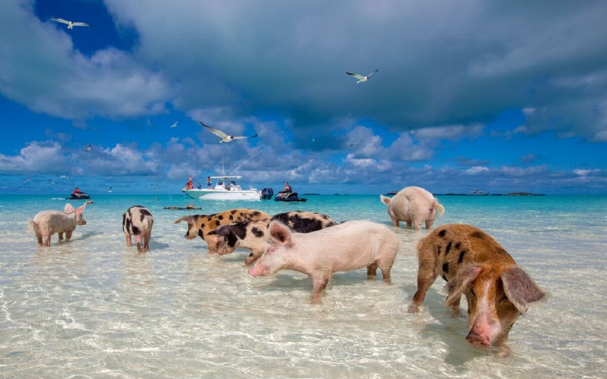 Babi-Pulau-Bahamas