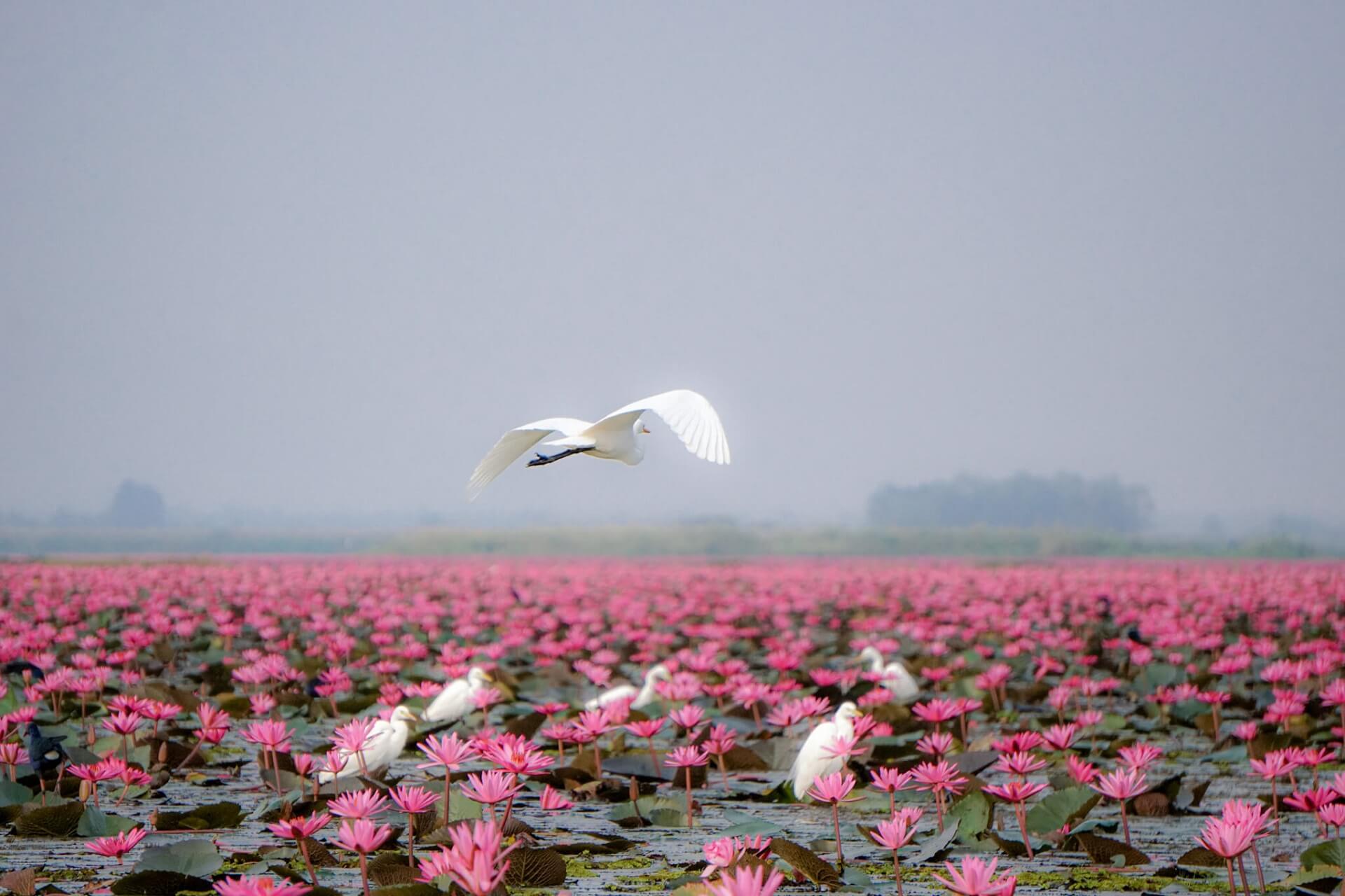 Red Lotus Lake