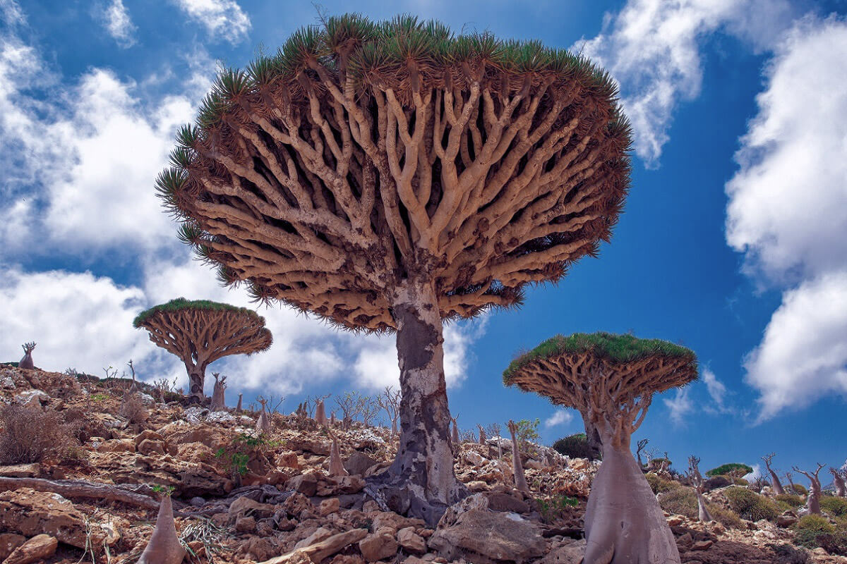 Socotra - fortryllende destinationer, som turister konstant overser