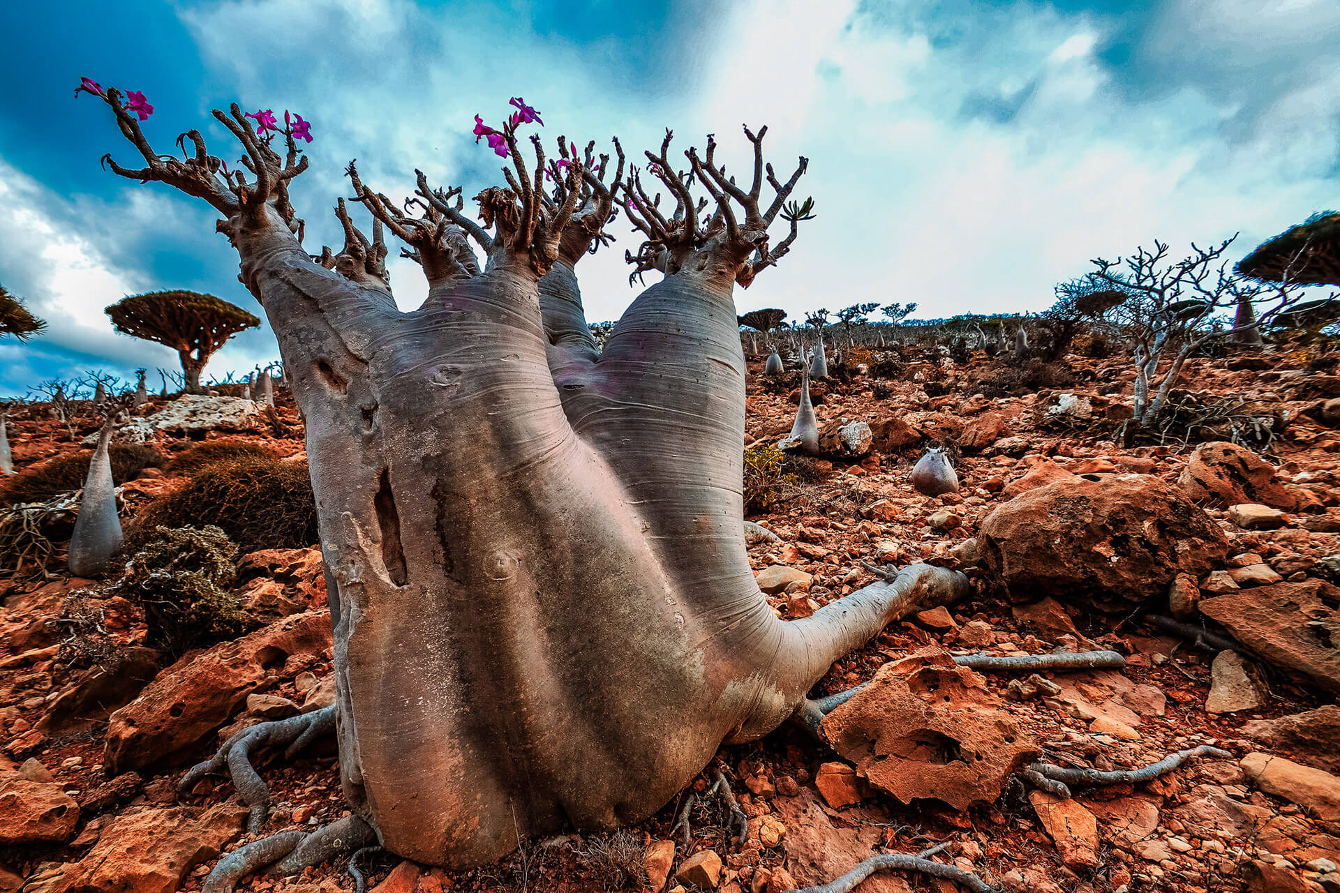 Isla de Socotra - Un mundo inusual, maravilloso y perdido (2022 