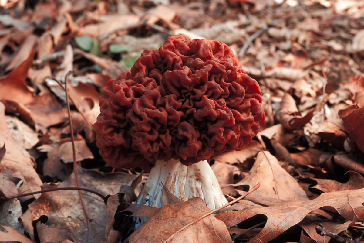 Fake morel is a Finnish specialty