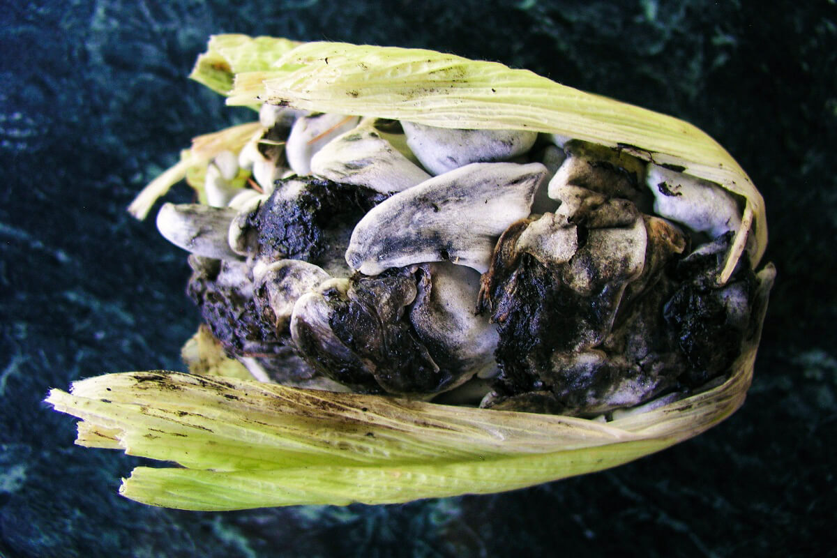 Huitlacoche er en mexicansk specialitet