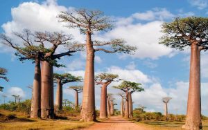 Madagaskar Rejseguide - Travel S Helper